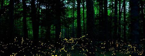 Here's Why There Are Fewer Fireflies This Year - PBS North Carolina