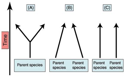 SparkNotes: Patterns of Evolution: Types of Evolution