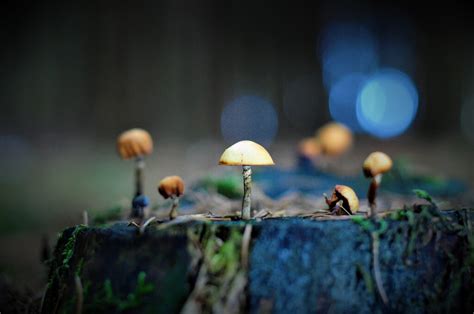 40 Beautiful Examples of Bokeh Photography - The Photo Argus