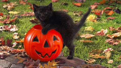 Desktop background halloween cat hd pics photos cute beautiful pure