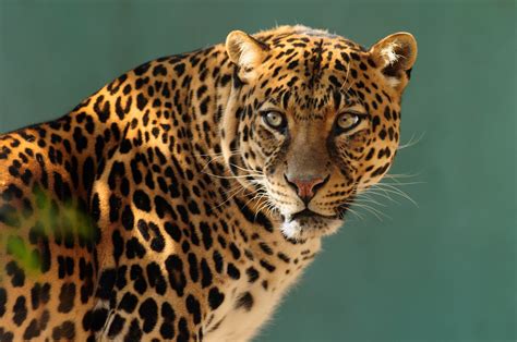 Download Animal Leopard HD Wallpaper