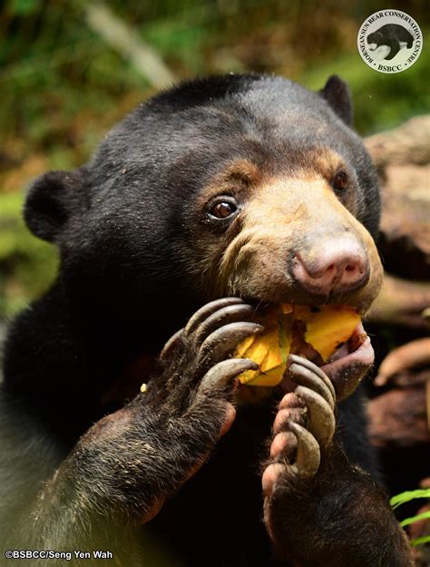 Sun bear enjoying some fruit - Bornean Sun Bear Conservation Centre ...