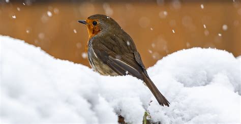 Robin In Snow Bird - Free photo on Pixabay - Pixabay