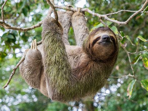 Why Are Sloths So Slow? | Britannica