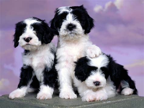 Tibetan Terrier - All Small Dogs Wallpaper (14496867) - Fanpop