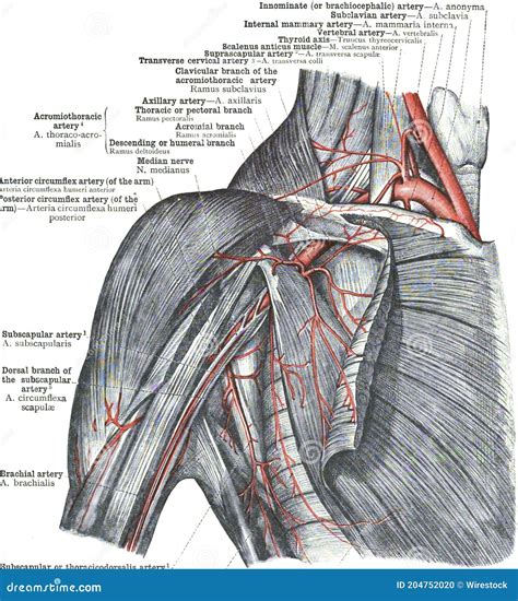 Anatomy of Posterior Humeral Circumflex Artery Stock Photo - Image of ...