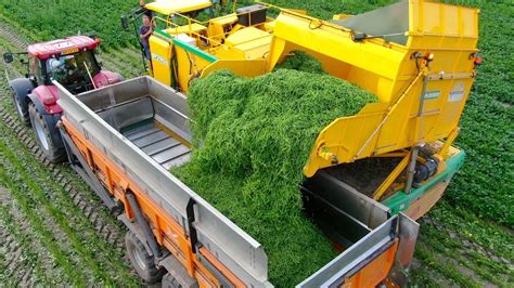 Picking Green Beans | New Ploeger BP2140e Bean Picker | Laarakker Well | Harvesting Haricot ...