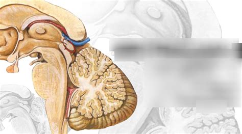 Epithalamus Diagram | Quizlet