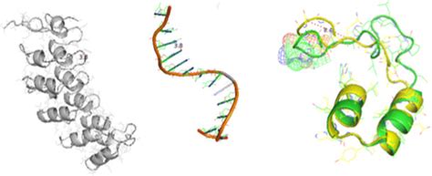 Ankyrin protein (left structure) such as IκBα-like proteins shown in... | Download Scientific ...