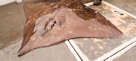 Common skate (Dipturus batis) | Inland Fisheries Ireland