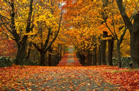 Fall foliage in Bristol, Rhode Island : MostBeautiful