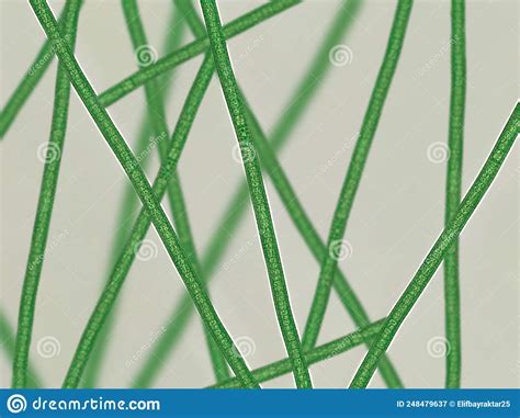 Oscillatoria Sp. Filamentous Cyanobacterium Blue-green Algae Under Microscopic View Stock Image ...