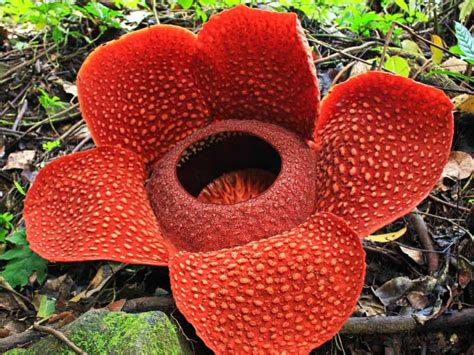 Rafflesia arnoldii - Corpse Flower | World of Flowering Plants