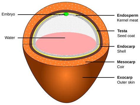 Coconut clipart diagram, Coconut diagram Transparent FREE for download ...