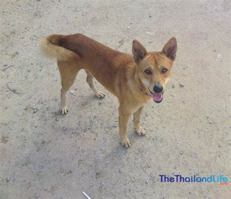 The Soi Dogs of Bangkok: A Struggle for Survival on the Streets