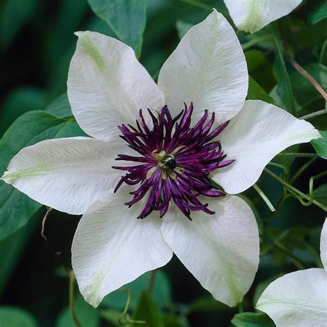 Clematis Florida Sieboldii. A simple yet stunning clematis with snow white petals and a frilly ...