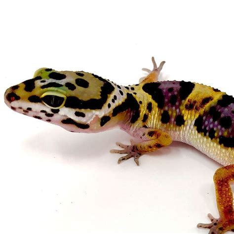 super-giant-leopard-gecko-care Archives | Leopard Geckos for sale ...