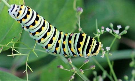 Types Of Caterpillars with Helpful Identification Chart and Pictures - EatHappyProject