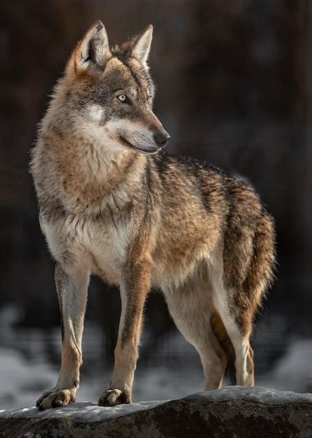 Premium Photo | Eurasian wolf