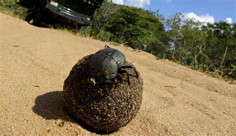 Dung Beetles: The Unsung Heroes of Environmental Conservation