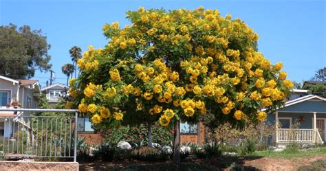 17 Beautiful Cassia Tree Varieties - ProGardenTips