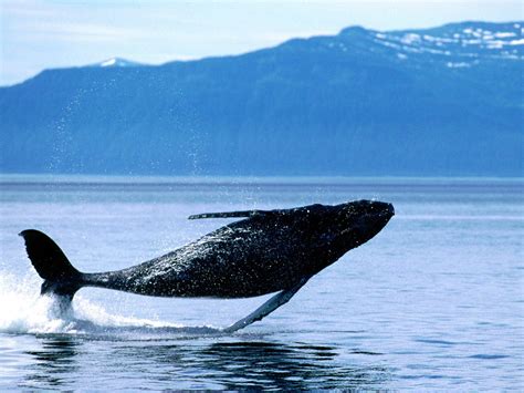 Top 27 Sea Animals Wallpapers IN HD