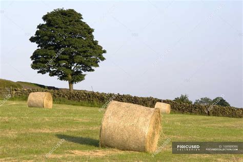 Hay Bales In Field — freshness, ecological - Stock Photo | #168989086