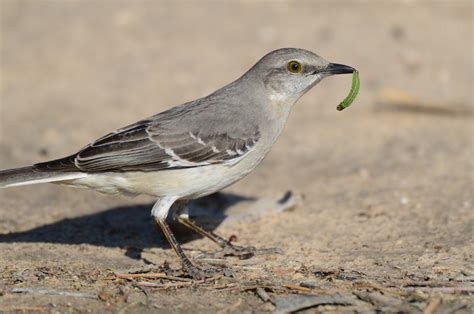 Northern Mockingbird | Audubon Field Guide