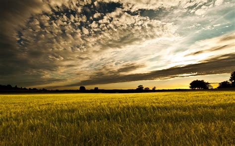 field, Sunset, Landscape Wallpapers HD / Desktop and Mobile Backgrounds