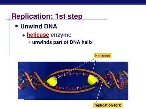 PPT - DNA Replication PowerPoint Presentation, free download - ID:2591641