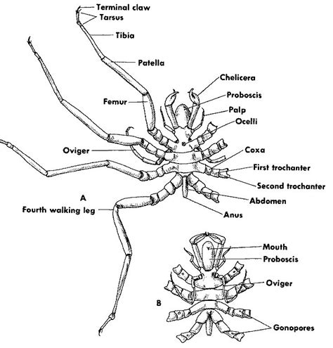 sea spider anatomy | Pycnogonida, Anatomía