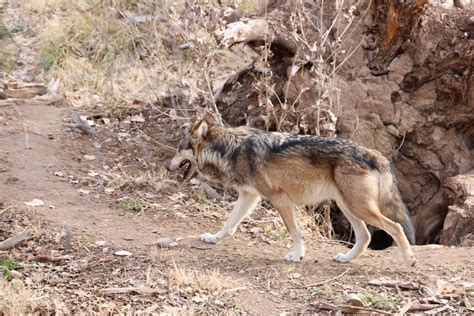 New Mexico gray wolf 🐺 : r/AnimalPorn