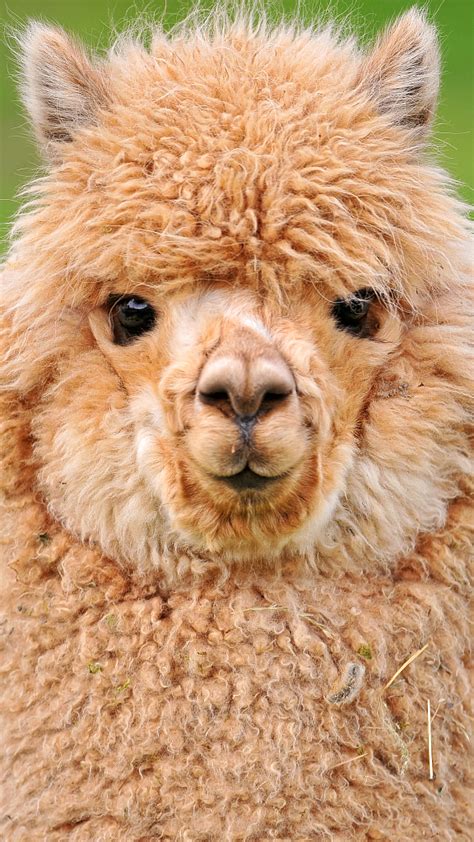 Spot the difference: alpaca vs. llama - CGTN