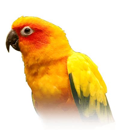 Conure Personality, Food & Care – Pet Birds by Lafeber Co.