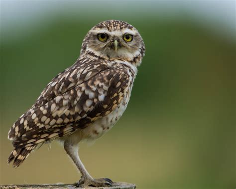 File:Burrowing owl Hawk Conservancy Weyhill Hampshire.jpg