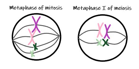 Meiosis 1 — Overview & Stages - Expii