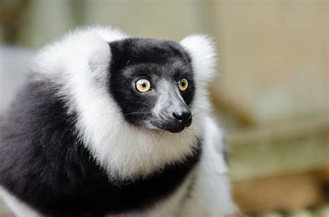 Lemur Of Madagascar Free Stock Photo - Public Domain Pictures