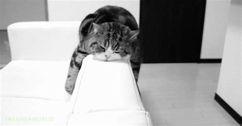 funny cats i'm bored gif | WiffleGif