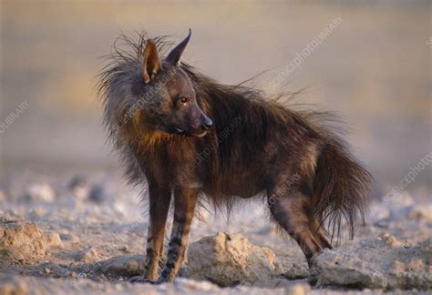 Brown hyena - Stock Image - Z931/0015 - Science Photo Library