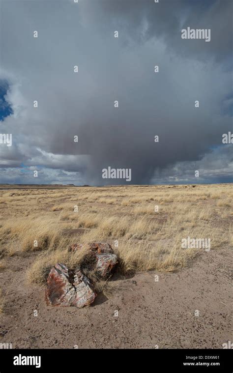 Petrified Wood, Petrified Forest, Petrified Forest National Park ...