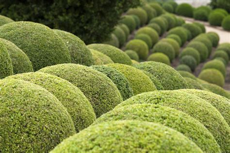 The Best Evergreen Shrubs for Tennessee | Hunker | Evergreen shrubs ...