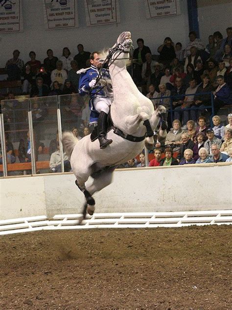 Lipizzaner Stallions - Jumping | Dressage horses, Funny horses, Horses