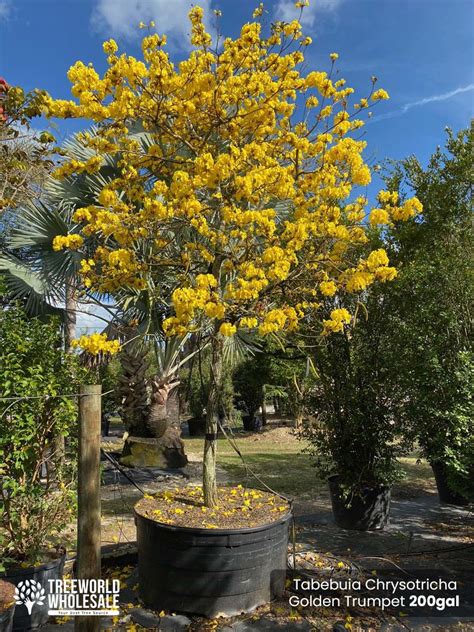 Tabebuia Chrysotricha: Golden Trumpet Tree For Sale South Florida 🌳 ...