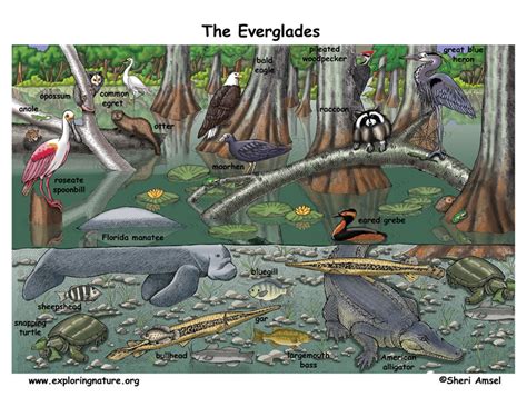 Florida Everglades