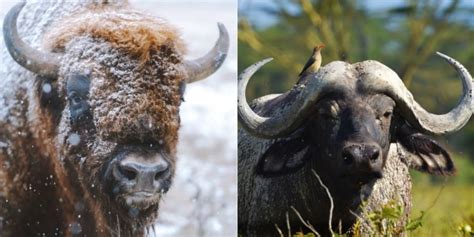 Bison Vs Buffalo: 6 Key Differences Between These Mammals