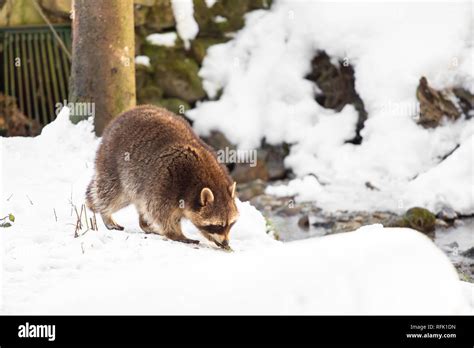 Raccoon snow hi-res stock photography and images - Alamy