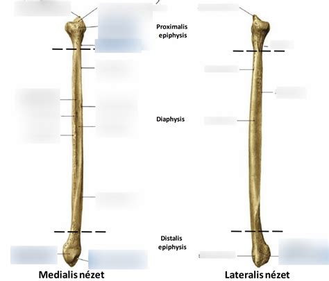 Fibula Diagram | Quizlet