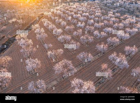 Aerial view of the fields of almond trees blooming around the town of Arbeca (Les Garrigues ...