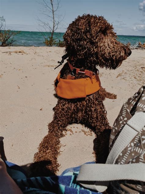 10 Best Dog Friendly Beaches In Michigan | GoPetFriendly