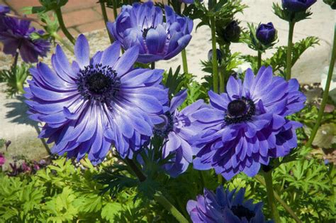 25 X Double Blue Poppy Anemone St Brigid Lord Lieutenant Tubers Bulbs ...